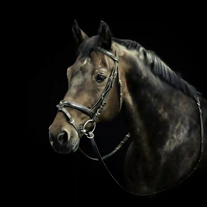 Horse Mortality Insurance